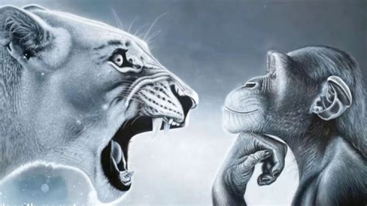 The Roaring Truth: What's Up With That Lion Yelling at Monkey Moment?